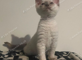 Ragdoll cross Kittens ready from 14th August