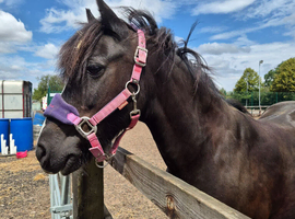 13hh cob mare for sale