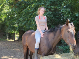 3y 16.3 mare