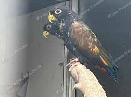 Proven pair bronze winged pionus
