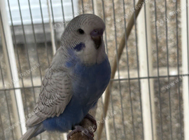Beautiful baby budgie for sale