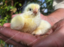 Hubbard Chicks - table birds hatching date 22.09.2026