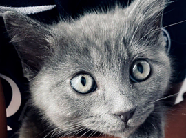 10 week old, male, Ragdoll x Bengal