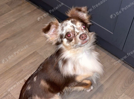 Beautiful chocolate Merle boy