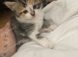 Kittens