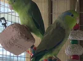 Male and Female Parrotlets.?