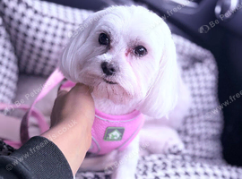Maltese Girl 5
