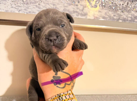 6 champion Staffordshire bull terriers looking for there fur-ever home