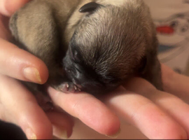 French bulldog puppies