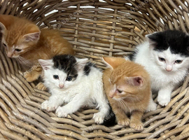 Kittens available ready to go now