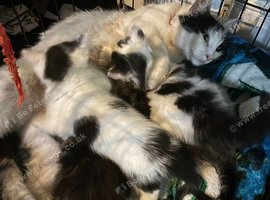 4 beautiful kittens