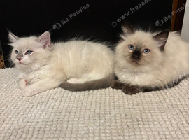 Crisp white lilac tone ragdoll stunning boy
