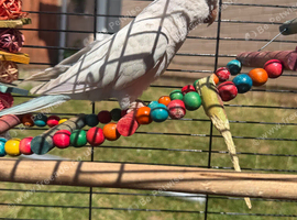 Qucker parrot