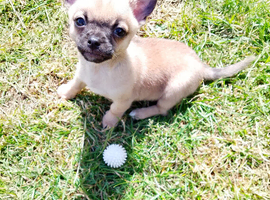 Small chihuahua boy