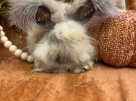 English angora