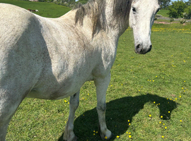 Grey Registered Connemara gelding