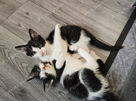 2 beautiful main coon mix female kittens
