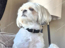 Stud wanted for female Shih Tzu