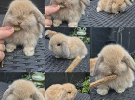 Mini lop babies