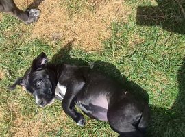 Cane corso x American bulldog puppy