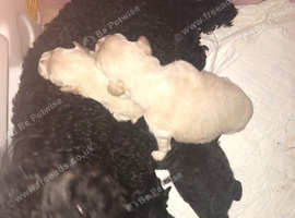 Teddy bear pomapoos