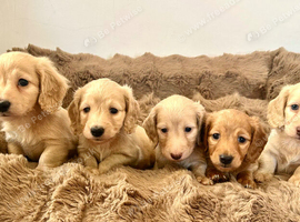 Adorable mini long haired dachshund puppies