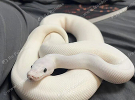 Ivory Ball Python