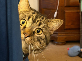One year old tabby kitten available for adoption rehoming