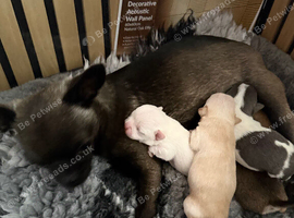 Beautiful Smooth Coat Chihuahua Puppies Ready for Loving Homes
