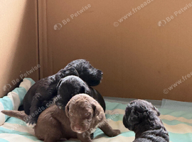 Bedlington Whippet Puppies