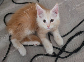 PEDIGREE MAINE COON KITTENS