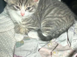 8 week old male kitten