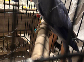 Purple Indian ringneck