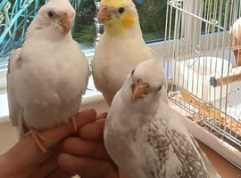 3 x hand reared cock Cockatiels for sale