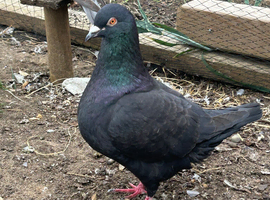 King Pigeons for Sale in Harlow