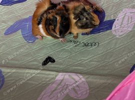 2 boars 14 weeks old