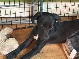 Last stunning male whippet puppy