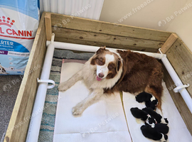 Whelping Box for Sale  - Size: 1040 mm &times; 1200 mm