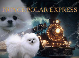 Champion Line, &pound;325 Health Tested Pomeranian White KC STUD!