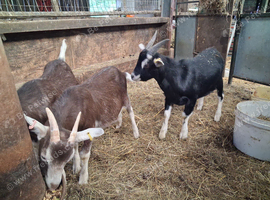 Wether Goats