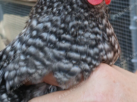 4 x pekin bantam girls