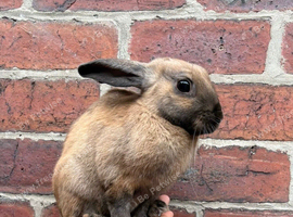 English Buck rabbit in Sheffield