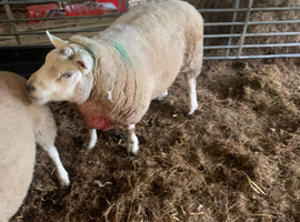 Tup/Ram for sale