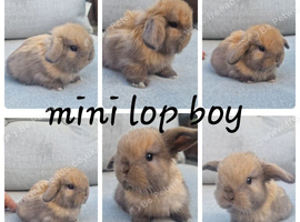 Mini lop babies available for reserve