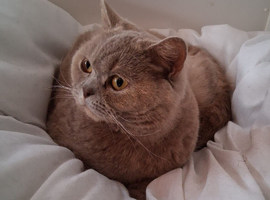 Lilac Cream British Shorthair adult