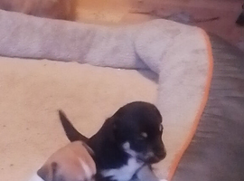 Beautiful Jack Russell X chihuahua