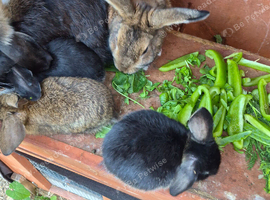 4 mini lop babies