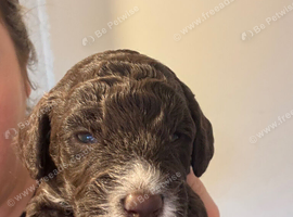 BEAUTIFUL COCKAPOO PUPPIES