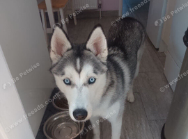 Siberian husky