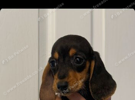 Miniature dachshund (Last male)